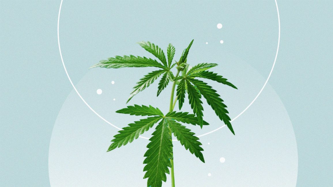 Cannabis Oil for Anxiety